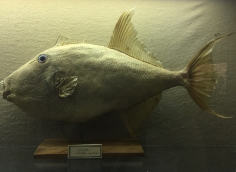 Petrified fish